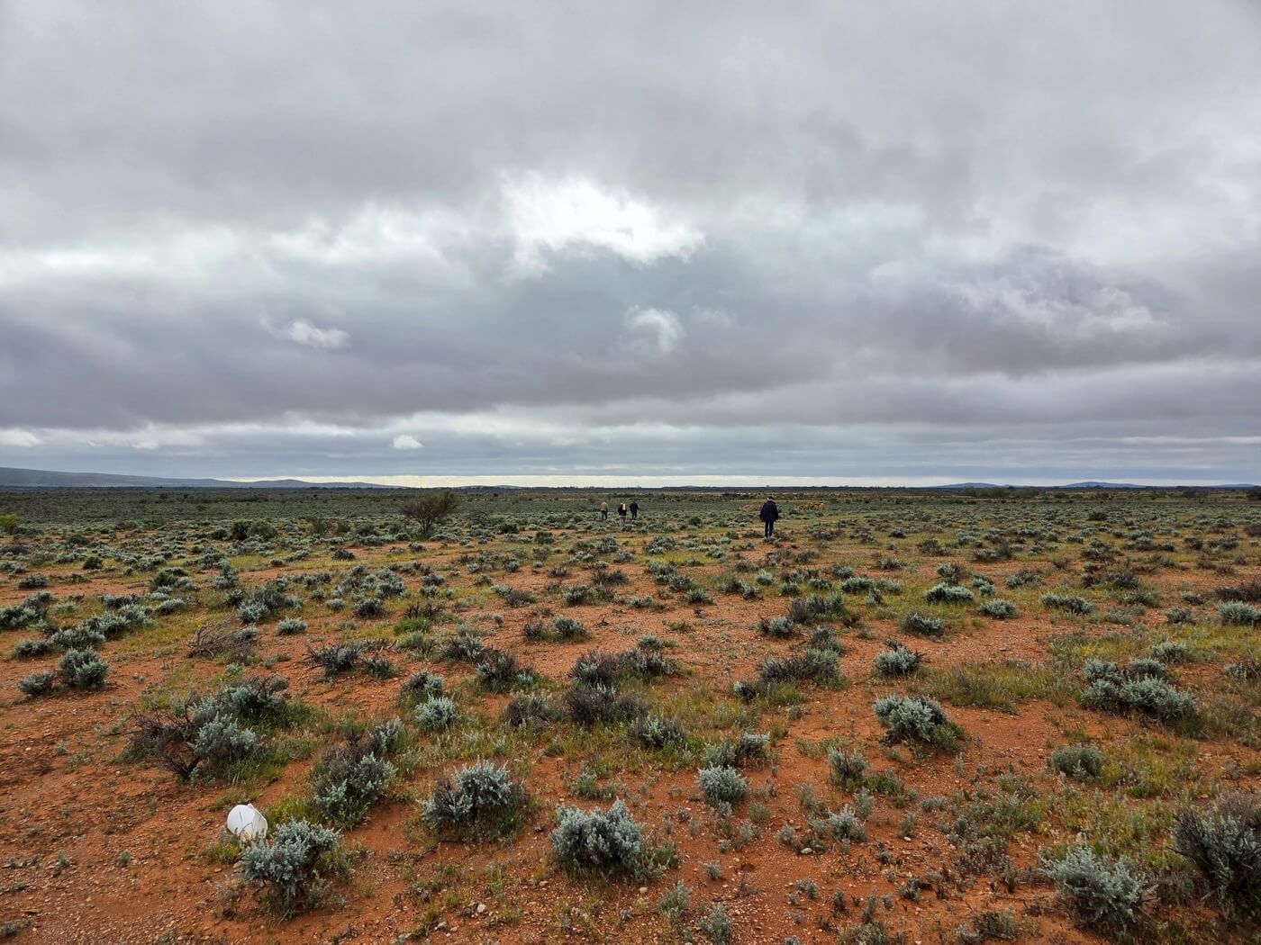 Salt Bush Ml